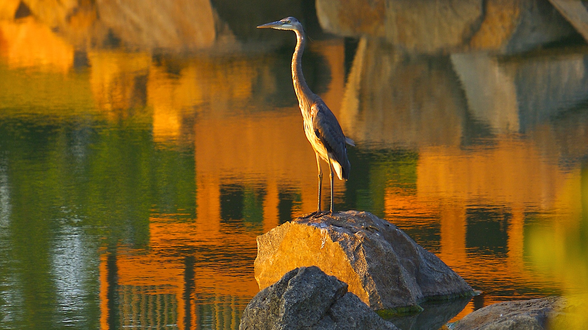 A heron on a rock in Brambleton pond.